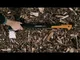 Сокира теслярська Fiskars S Х10