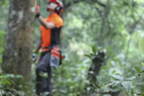 Ланцюгова пила Husqvarna 365 купити в Україні