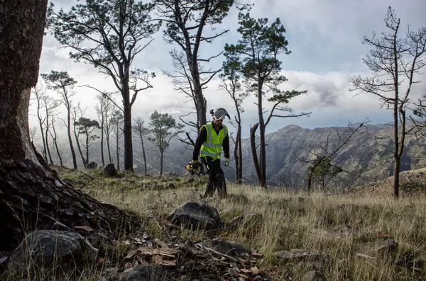 Пила цепная аккумуляторная DeWalt бесщеточная 18В шина 30см 3/8" без АКБ и ЗП цена в Украине
